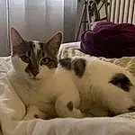 Chat, Comfort, Carnivore, Felidae, Small To Medium-sized Cats, Moustaches, Pet Supply, Museau, Cat Supply, Domestic Short-haired Cat, Poil, Room, Linens, Sieste, Queue, Patte, Ladder, Duvet