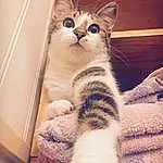Chat, Yeux, Carnivore, Felidae, Small To Medium-sized Cats, Moustaches, Comfort, Museau, Queue, Patte, Domestic Short-haired Cat, Poil, Griffe, FenÃªtre, Bois, Foot, Pattern, Metal, Assis, Box