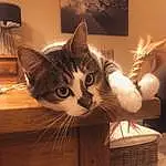 Chat, Picture Frame, Light, Felidae, Bois, Interior Design, Carnivore, Small To Medium-sized Cats, FenÃªtre, Moustaches, Comfort, Table, Queue, Poil, Lamp, Domestic Short-haired Cat, Door, Hardwood, Room