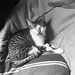 Chat, Felidae, Comfort, Carnivore, Small To Medium-sized Cats, Black-and-white, Moustaches, Grey, Style, Noir & Blanc, Museau, Monochrome, Queue, Linens, Poil, Domestic Short-haired Cat, Assis, Stock Photography, Patte