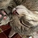 Chat, Felidae, Carnivore, Small To Medium-sized Cats, Moustaches, Gesture, Oreille, Faon, Museau, Queue, Patte, Close-up, Domestic Short-haired Cat, Griffe, Poil, Comfort, Sieste, Terrestrial Animal, Sleep