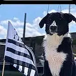 Ciel, Chien, Cloud, Carnivore, Chien de compagnie, Flag, Race de chien, Flag Of The United States, Museau, Rectangle, Working Animal, Moustaches, Poil, Collar, Queue, Working Dog, Linens, Advertising, Canidae