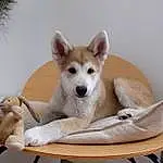 Chien, Race de chien, Comfort, Table, Dog Supply, Carnivore, Chien de compagnie, Faon, Pet Supply, Working Animal, Dingo, Queue, Dog Bed, Linens, Canidae, Collar, Chair, Bois