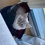 Chat, Felidae, Carnivore, Comfort, FenÃªtre, Small To Medium-sized Cats, Grey, Moustaches, Couch, Faon, Chair, Queue, Cat Supply, Poil, Domestic Short-haired Cat, Room, Box, Baggage, Bag, Bois