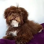 Chien, Race de chien, Carnivore, Liver, Chien de compagnie, Faon, Toy Dog, Museau, Terrestrial Animal, Shih Tzu, Terrier, Canidae, Poil, Working Animal, Water Dog, Petit Terrier, Maltepoo, Non-sporting Group