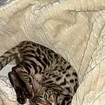 Chat, Felidae, Carnivore, Small To Medium-sized Cats, Moustaches, Comfort, Terrestrial Animal, Museau, Poil, Big Cats, Sieste, Cat Bed, Pattern