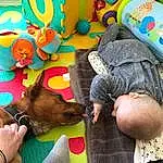 Comfort, Jouets, Baby, Bambin, Sharing, Fun, Human Leg, Stuffed Toy, Chien de compagnie, Linens, Couch, Enfant, Leisure, Play, Thigh, Sieste, Room, Lap, Baby Toys