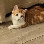 Chat, Felidae, Small To Medium-sized Cats, Bois, Carnivore, Moustaches, Faon, Hardwood, Queue, Museau, Plank, Domestic Short-haired Cat, Patte, Wood Stain, Poil, Varnish, Plywood, Wood Flooring