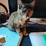 Chat, Carnivore, Felidae, Faon, Moustaches, Small To Medium-sized Cats, Museau, Comfort, Table, Domestic Short-haired Cat, Patte, Queue, Box, Poil, Griffe, Desk, Assis, Office Supplies