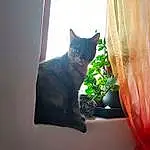 Chat, Fenêtre, Plante, Felidae, Carnivore, Small To Medium-sized Cats, Moustaches, Bois, Flowerpot, Tints And Shades, Houseplant, Queue, Curtain, Domestic Short-haired Cat, Shadow, Poil, Room, Window Covering, Chats noirs, Human Leg