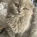 Chat, Felidae, Carnivore, Small To Medium-sized Cats, Grey, Moustaches, Faon, Museau, British Longhair, Fenêtre, Poil, Domestic Short-haired Cat, Persan, Terrestrial Animal, Patte