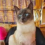 Chat, Siamois, Carnivore, Felidae, Small To Medium-sized Cats, Moustaches, Faon, Thai, Museau, Poil, Balinais, Magenta, Comfort, Domestic Short-haired Cat, Tonkinese, Pattern, Queue