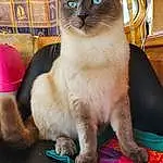 Chat, Siamois, Carnivore, Felidae, Small To Medium-sized Cats, Moustaches, Faon, Thai, Museau, Poil, Balinais, Magenta, Comfort, Domestic Short-haired Cat, Tonkinese, Pattern, Queue