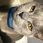 Head, Chat, Yeux, Felidae, Human Body, Carnivore, Small To Medium-sized Cats, Grey, Moustaches, Museau, Close-up, Terrestrial Animal, Domestic Short-haired Cat, Poil, Macro Photography, Electric Blue, Fang, Bleu russe