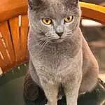 Chat, Felidae, Bleu russe, Carnivore, Small To Medium-sized Cats, Moustaches, Grey, Museau, Poil, Domestic Short-haired Cat