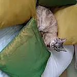 Chat, Comfort, Felidae, Pillow, Linens, Moustaches, Small To Medium-sized Cats, Room, Throw Pillow, Duvet, Fashion Accessory, Bedding, Bed Sheet, Domestic Short-haired Cat, Poil
