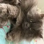 Chat, Felidae, Carnivore, Small To Medium-sized Cats, Moustaches, Grey, Faon, Comfort, Museau, Queue, Poil, Domestic Short-haired Cat, Griffe, Chats noirs, Patte, British Longhair, Liver, Pattern, Terrestrial Animal