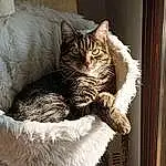 Chat, FenÃªtre, Felidae, Comfort, Carnivore, Small To Medium-sized Cats, Textile, Cat Supply, Moustaches, Grey, Chair, Bois, Cat Bed, Museau, Queue, Poil, Couch, Linens, Domestic Short-haired Cat, Griffe