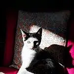 Chat, Yeux, Carnivore, Felidae, Moustaches, Small To Medium-sized Cats, Comfort, Arbre, Queue, Museau, FenÃªtre, Plante, Domestic Short-haired Cat, Poil, Assis, Couch, Darkness, Magenta, Patte, Picture Frame