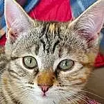 Chat, Felidae, Carnivore, Small To Medium-sized Cats, Moustaches, Museau, Close-up, Poil, Domestic Short-haired Cat, Terrestrial Animal, Photography