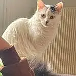 Chat, Felidae, Carnivore, Small To Medium-sized Cats, Moustaches, Oreille, Museau, Comfort, Queue, Poil, Terrestrial Animal, Domestic Short-haired Cat, FenÃªtre, Patte