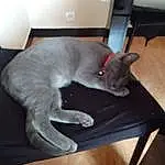 Chat, Meubles, Felidae, Comfort, Carnivore, Small To Medium-sized Cats, Moustaches, Table, Hardwood, Queue, Domestic Short-haired Cat, Poil, Bois, Room, Chair, Canidae, Race de chien