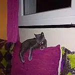 Chat, Purple, Comfort, Felidae, Carnivore, Grey, Small To Medium-sized Cats, Magenta, Moustaches, Queue, Linens, Race de chien, Curtain, Room, Domestic Short-haired Cat, Chats noirs, Fenêtre, Hardwood
