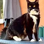 Chat, Fenêtre, Felidae, Carnivore, Moustaches, Small To Medium-sized Cats, Faon, Museau, Queue, Chats noirs, Patte, Domestic Short-haired Cat, Poil, Griffe, Foot, Terrestrial Animal, Human Leg, Assis