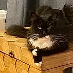 Chat, Felidae, Carnivore, Small To Medium-sized Cats, Moustaches, Comfort, Bois, Shipping Box, Museau, Queue, Hardwood, Couch, Box, Domestic Short-haired Cat, Poil, Carton, Terrestrial Animal, Griffe