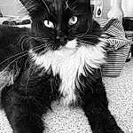 Chat, Yeux, Jambe, Felidae, Black, Carnivore, Moustaches, Black-and-white, Small To Medium-sized Cats, Style, Museau, Monochrome, Queue, Noir & Blanc, Poil, Domestic Short-haired Cat, Patte, Foot, Comfort, Eyewear