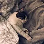 Chat, Comfort, Felidae, Carnivore, Textile, Sleeve, Small To Medium-sized Cats, Grey, Moustaches, Linens, Queue, Bedding, Poil, Sieste, Domestic Short-haired Cat, Bed Sheet, Sleep, Pattern, Patte, Blanket