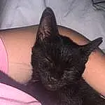Chat, Yeux, Felidae, Comfort, Carnivore, Small To Medium-sized Cats, Oreille, Moustaches, Gesture, Museau, Human Leg, Queue, Domestic Short-haired Cat, Poil, Chats noirs, Bed, Linens, Darkness, Flesh, Sieste