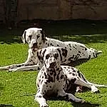 Chien, Race de chien, Carnivore, Dalmatian, Herbe, Chien de compagnie, Museau, Canidae, Terrestrial Animal, Working Animal, Queue, Working Dog, Non-sporting Group, Hunting Dog