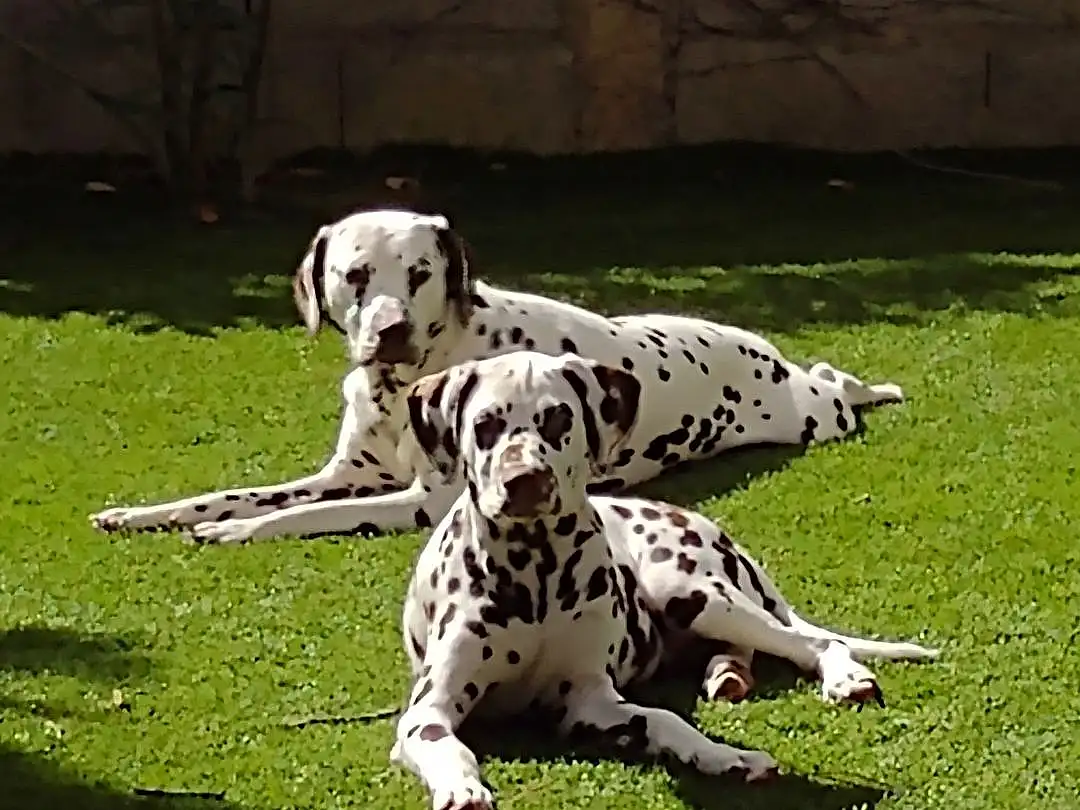 Chien, Race de chien, Carnivore, Dalmatian, Herbe, Chien de compagnie, Museau, Canidae, Terrestrial Animal, Working Animal, Queue, Working Dog, Non-sporting Group, Hunting Dog