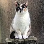 Chat, Felidae, Carnivore, Small To Medium-sized Cats, Grey, Moustaches, FenÃªtre, Queue, Museau, Poil, Domestic Short-haired Cat, Terrestrial Animal, Rectangle, Patte, Assis