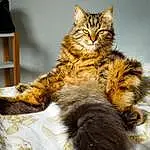Chat, Felidae, Carnivore, Small To Medium-sized Cats, Moustaches, Maine Coon, Museau, Queue, Poil, Domestic Short-haired Cat, Griffe, Terrestrial Animal, British Longhair, Art, Patte