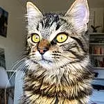Chat, Felidae, Carnivore, Small To Medium-sized Cats, Moustaches, Iris, Museau, Picture Frame, Poil, Domestic Short-haired Cat, Griffe, Patte, Terrestrial Animal, Queue, Chair