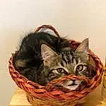 Chat, Felidae, Carnivore, Small To Medium-sized Cats, Moustaches, Museau, Bois, Poil, Domestic Short-haired Cat, Visual Arts, Basket, Comfort, Plante, Table, Cat Supply, Home Accessories