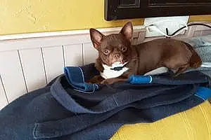 Nom Chihuahua Chien Oliver