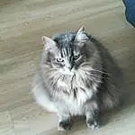 Chat, Felidae, Carnivore, Small To Medium-sized Cats, Grey, Moustaches, Museau, Queue, Patte, Poil, Bois, Domestic Short-haired Cat, Hardwood, British Longhair, Griffe, Terrestrial Animal, Assis, Maine Coon