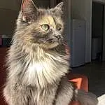 Chat, Felidae, Carnivore, Small To Medium-sized Cats, Moustaches, Door, Museau, Laperm, Poil, Terrestrial Animal, Patte, Griffe, Domestic Short-haired Cat, Maine Coon, British Longhair, Assis, Box