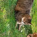 Chat, Plante, Herbe, Felidae, Carnivore, Faon, Small To Medium-sized Cats, Moustaches, Groundcover, Terrestrial Animal, Queue, People In Nature, Pelouse, Bois, Trunk, Arbre, Domestic Short-haired Cat, Poil