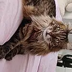 Chat, Felidae, Carnivore, Moustaches, Comfort, Small To Medium-sized Cats, Museau, Domestic Short-haired Cat, Poil, Griffe, Terrestrial Animal, Patte, Maine Coon, Hardwood, Bois, SibÃ©rien
