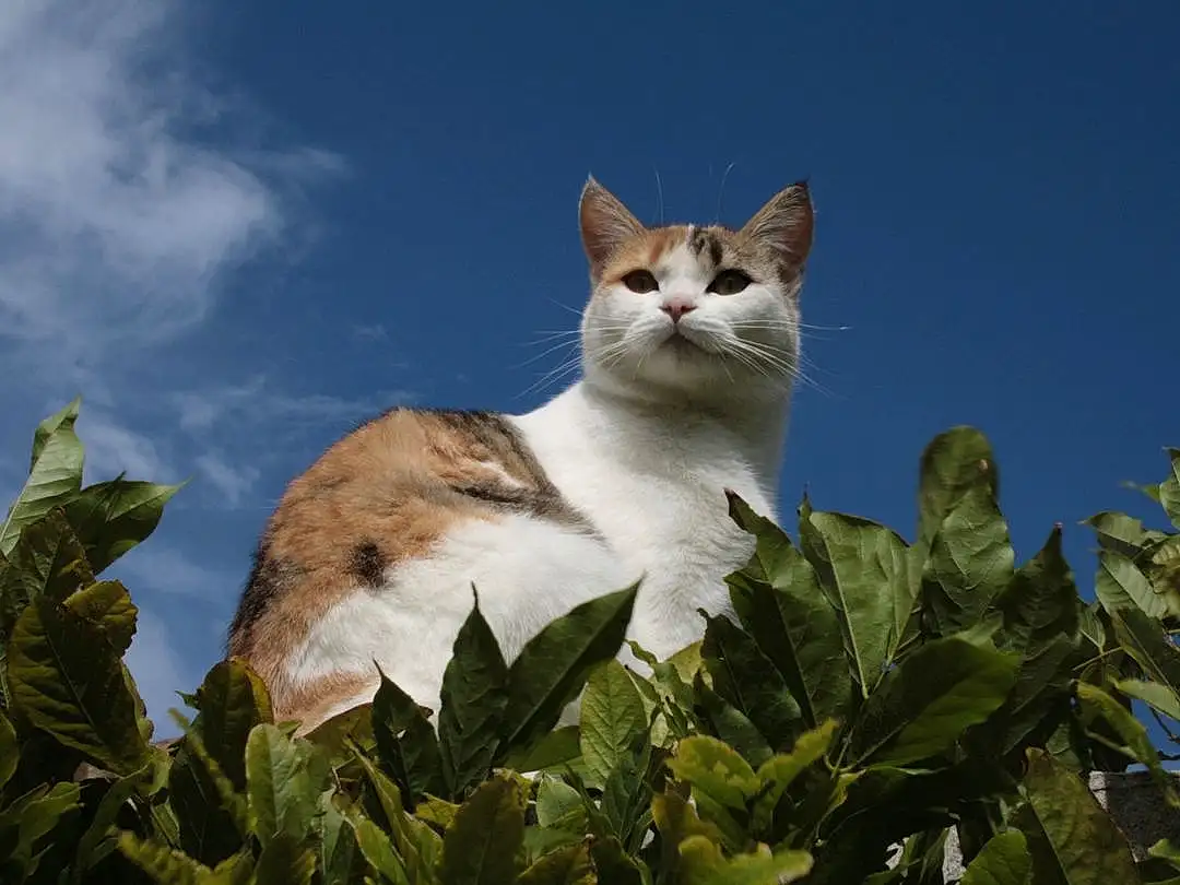 Ciel, Chat, Plante, Cloud, Carnivore, Felidae, Arbre, Small To Medium-sized Cats, Faon, Moustaches, Twig, Museau, Herbe, Cumulus, Queue, Flowering Plant, Terrestrial Animal, Domestic Short-haired Cat, Poil