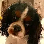 Chien, Carnivore, Race de chien, Working Animal, King Charles Spaniel, Liver, Chien de compagnie, Moustaches, Museau, Cavalier King Charles Spaniel, Toy Dog, Bored, Canidae, Poil, Terrestrial Animal, Working Dog, Épagneul, Giant Dog Breed, Art