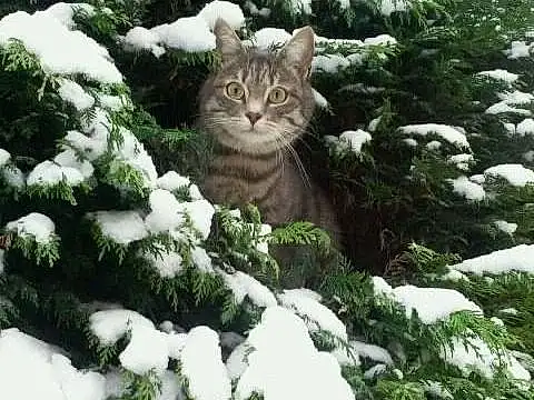 Chat, Neige, Botany, Branch, Plante, Carnivore, Felidae, Twig, Evergreen, Freezing, Herbe, Moustaches, Groundcover, Shrub, Small To Medium-sized Cats, Queue, Museau, Arbre, Art, Bois