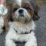 Chien, Carnivore, Race de chien, Liver, Chien de compagnie, Toy Dog, Shih Tzu, Museau, Terrier, Poil, Working Animal, Petit Terrier, Canidae, Shih-poo, Mal-shi, Maltepoo, Terrestrial Animal, Non-sporting Group, Ancient Dog Breeds