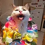 Felidae, Chat, Carnivore, Small To Medium-sized Cats, Moustaches, Rose, Fang, Queue, Event, Sourire, Poil, Magenta, Bow Tie, Fashion Accessory, DÃ©guisements, Feather, Stuffed Toy, Hardwood, Chien de compagnie, Peluches