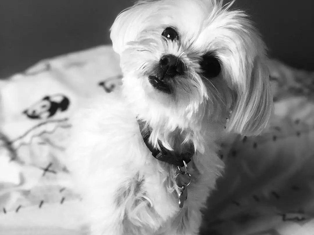 Head, Chien, Yeux, Carnivore, Race de chien, Style, Working Animal, Black-and-white, Chien de compagnie, Toy Dog, Water Dog, Museau, Terrier, Petit Terrier, Noir & Blanc, Shih-poo, Monochrome, Canidae, Plante
