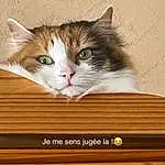 Chat, Bois, Felidae, Carnivore, Small To Medium-sized Cats, Moustaches, Hardwood, Wood Stain, Queue, Rectangle, Domestic Short-haired Cat, Poil, LÃ©gende de la photo, Varnish, Box, Patte, Plywood, Plank, Room, Font